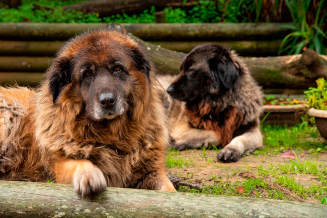 Cão da Serra da Estrela