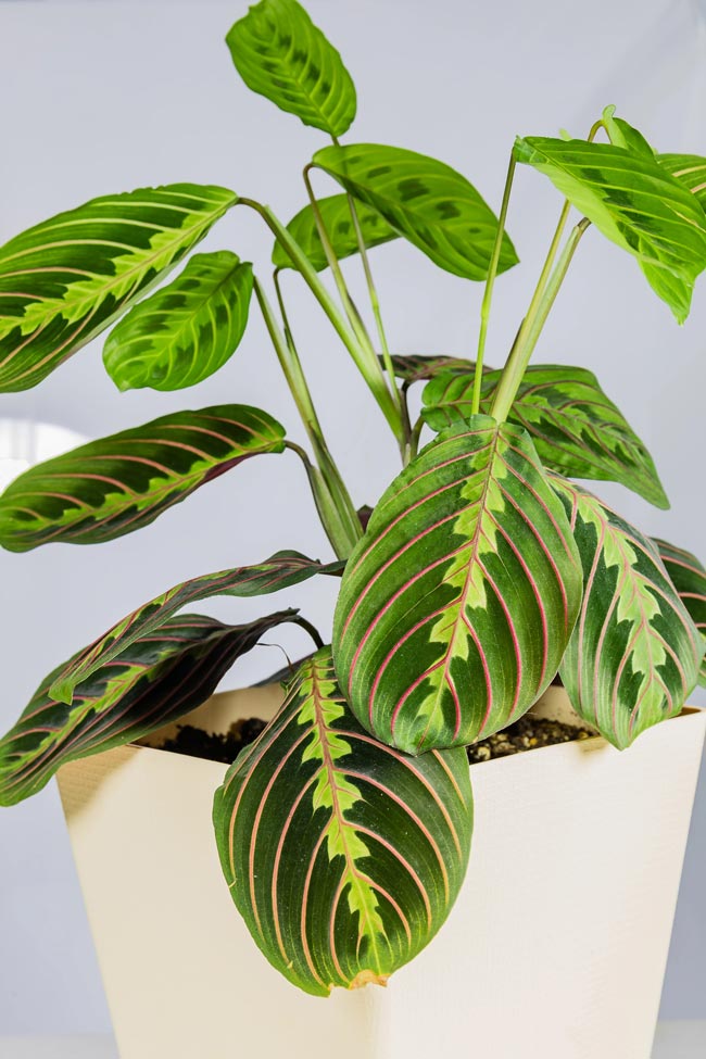 Maranta