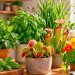 Plantas que afastam moscas: 4 opções para ter em casa no verão