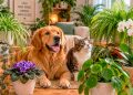 Plantas seguras para cães e gatos: 9 espécies bonitas que pode ter em casa