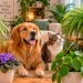 Plantas seguras para cães e gatos: 9 espécies bonitas que pode ter em casa Plantas seguras para cães e gatos: 9 espécies bonitas que pode ter em casa