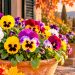Amores-perfeitos: como plantar, cuidar e ter flores lindas no Outono e Inverno