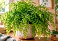 Avenca: como cuidar, regar e manter esta planta sempre bonita