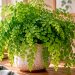 Avenca: como cuidar, regar e manter esta planta sempre bonita Avenca: como cuidar, regar e manter esta planta sempre bonita