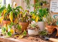 Como recuperar plantas secas ou doentes: 5 dicas para salvar as suas plantas