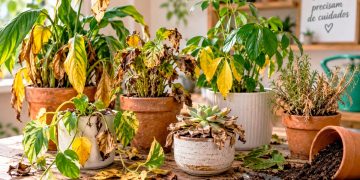 Como recuperar plantas secas ou doentes: 5 dicas para salvar as suas plantas
