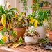 Como recuperar plantas secas ou doentes: 5 dicas para salvar as suas plantas
