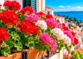 Gerânios: 7 cuidados essenciais para ter flores lindas e duradouras Gerânios: 7 cuidados essenciais para ter flores lindas e duradouras