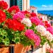 Gerânios: 7 cuidados essenciais para ter flores lindas e duradouras