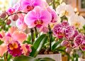 Orquídeas: como cuidar, fazer florescer e manter a planta saudável Orquídeas: como cuidar, fazer florescer e manter a planta saudável