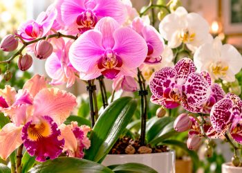 Orquídeas: como cuidar, fazer florescer e manter a planta saudável
