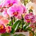 Orquídeas: como cuidar, fazer florescer e manter a planta saudável Orquídeas: como cuidar, fazer florescer e manter a planta saudável