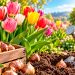 Tulipas: como plantar, cuidar e ter flores lindas na primavera