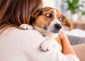 10 coisas que os cães odeiam que lhes façam (e muitos donos continuam a fazer) 10 coisas que os cães odeiam que lhes façam (e muitos donos continuam a fazer)