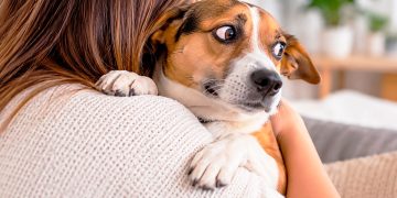 10 coisas que os cães odeiam que lhes façam (e muitos donos continuam a fazer)