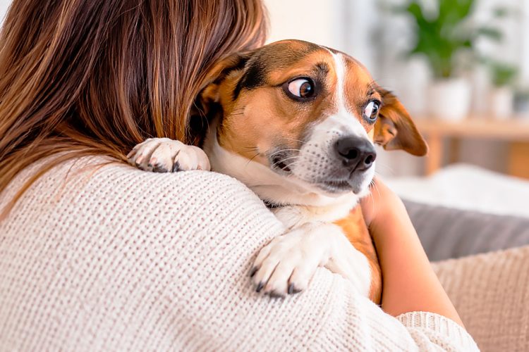 10 coisas que os cães odeiam que lhes façam (e muitos donos continuam a fazer)