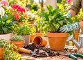12 segredos de quem sabe cuidar das plantas: mantenha-as bonitas e saudáveis