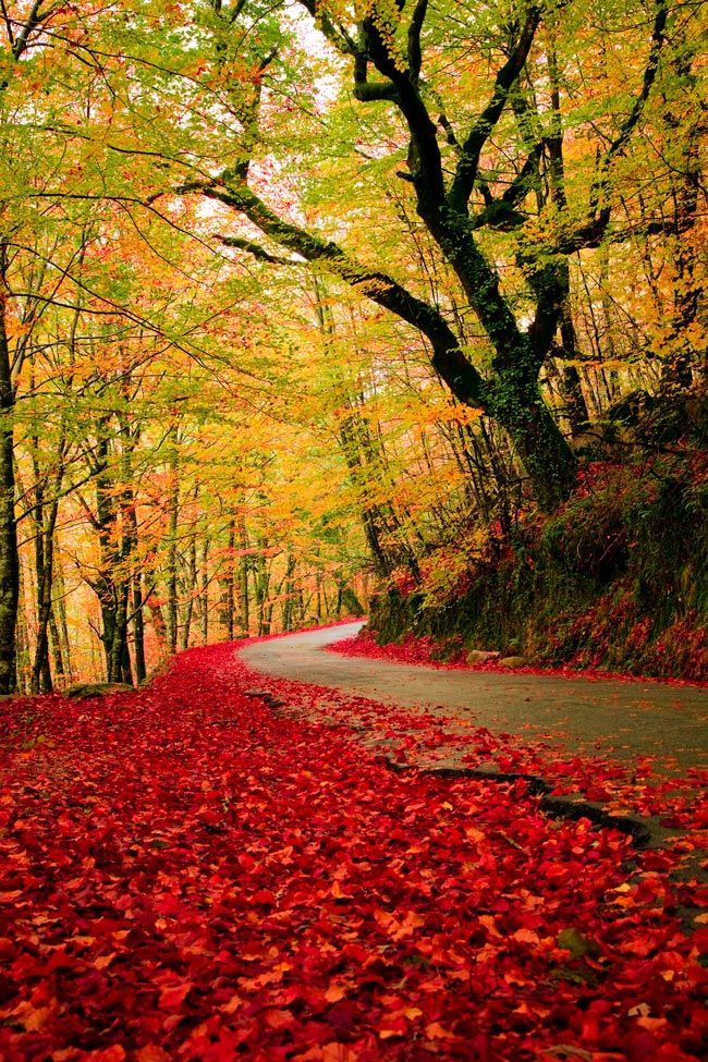 Mata da Albergaria: o bosque encantado do Gerês que parece saído de um conto de fadas Mata da Albergaria