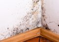 Paredes com humidade? Saiba como identificar a causa e resolver o problema