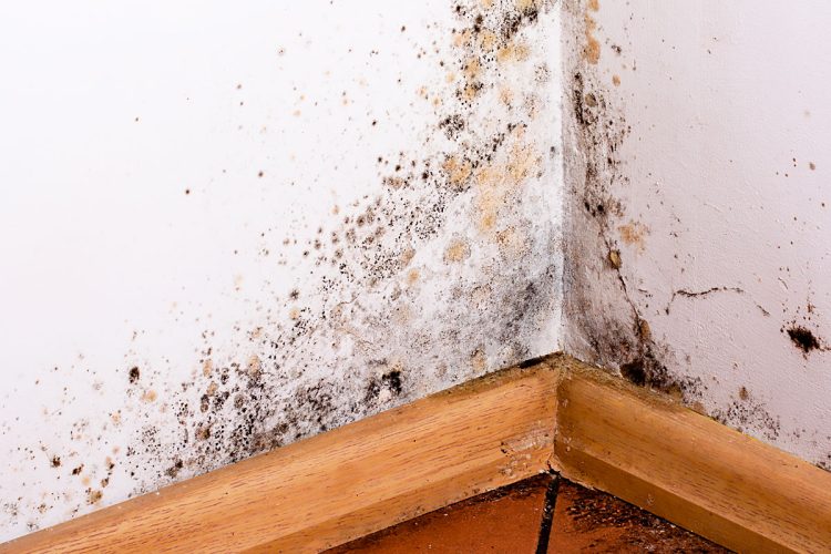 Paredes com humidade? Saiba como identificar a causa e resolver o problema