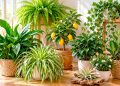 Tem estas 10 plantas em casa? O que quase ninguém sabe sobre a humidade e o bolor