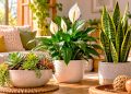 Feng Shui: 3 plantas associadas à harmonia, vitalidade e proteção da casa Feng Shui: 3 plantas associadas à harmonia, vitalidade e proteção da casa