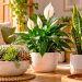 Feng Shui: 3 plantas associadas à harmonia, vitalidade e proteção da casa Feng Shui: 3 plantas associadas à harmonia, vitalidade e proteção da casa