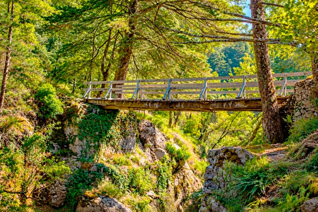 Mata da Albergaria: o bosque encantado do Gerês que parece saído de um conto de fadas Mata da Albergaria