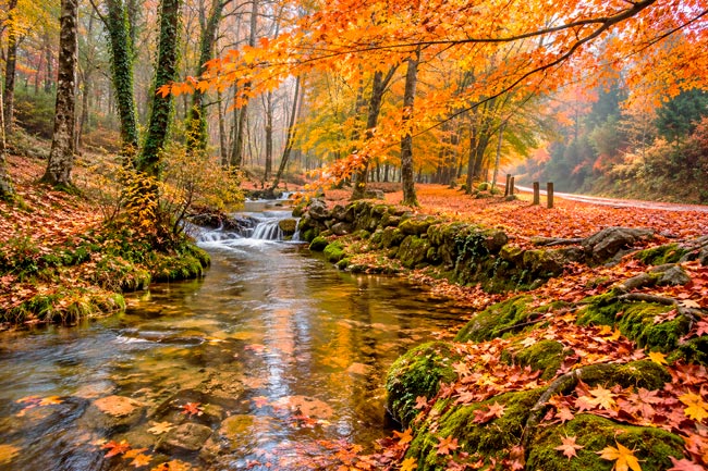 Mata da Albergaria: o bosque encantado do Gerês que parece saído de um conto de fadas Mata da Albergaria