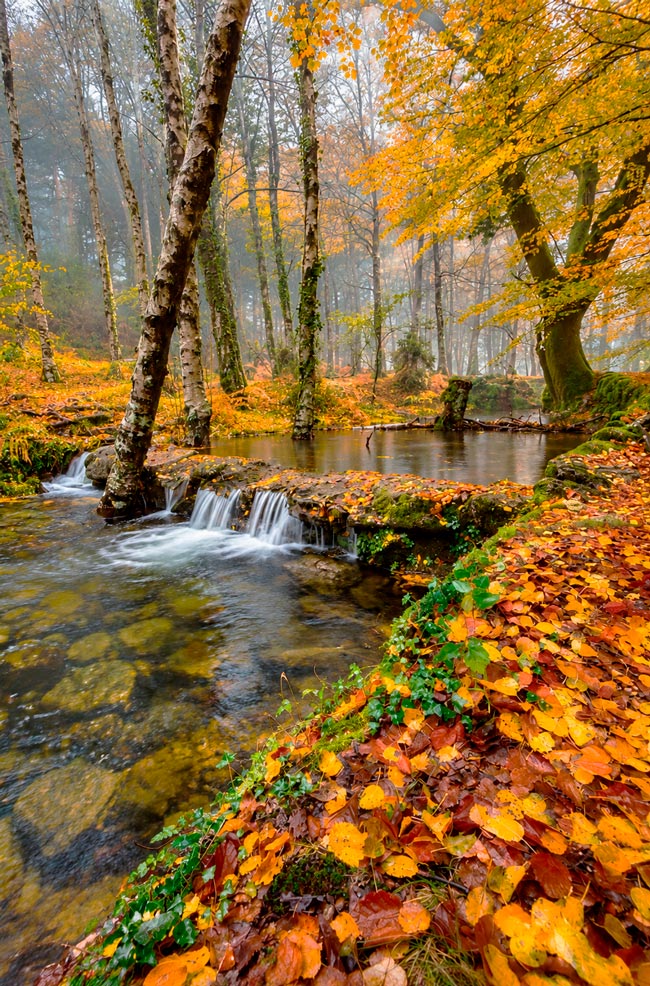 Mata da Albergaria: o bosque encantado do Gerês que parece saído de um conto de fadas Mata da Albergaria