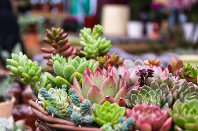 Feng Shui: 3 plantas associadas à harmonia, vitalidade e proteção da casa Suculentas